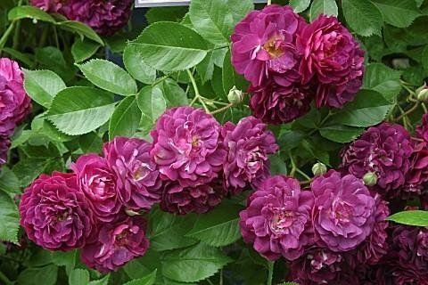 Rosa Blue Magenta