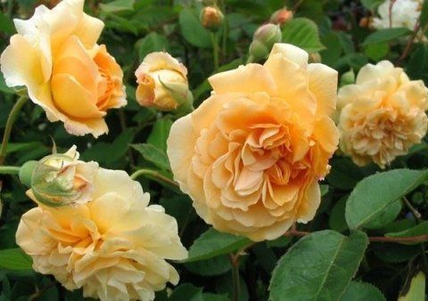 Rosa Buff Beauty