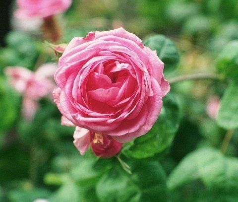 Rosa Bullata