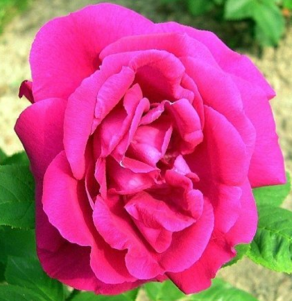 Rosa Captain Hayward