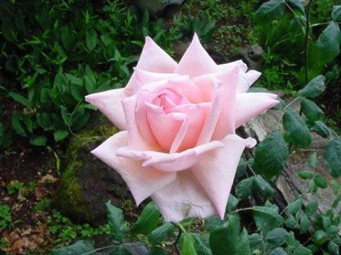 Rosa Catherine Mermet