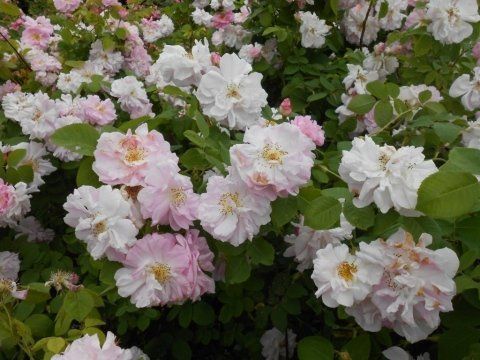 Rosa Celsiana