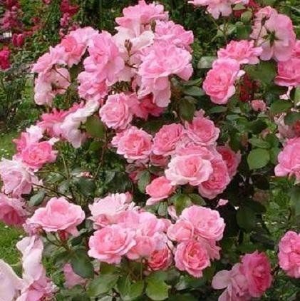 Rosa Centenaire de Lourdes