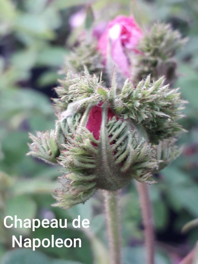 Rosa Chapeau de Napoleon