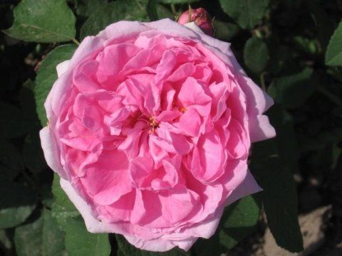 Rosa Comte de Chambord