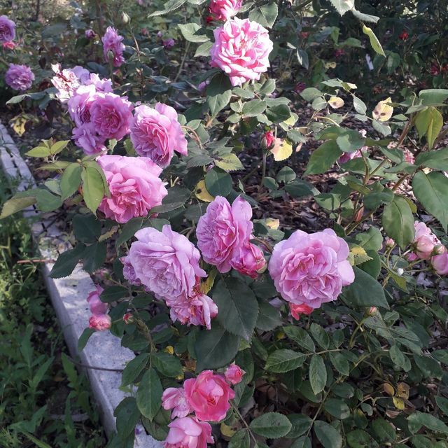 Rosa Cornélie