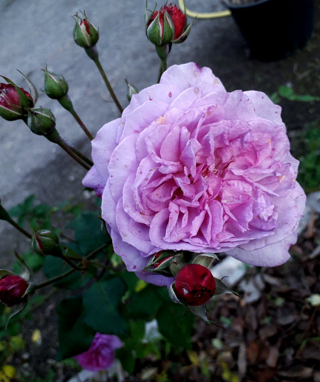 Rosa Cornélie