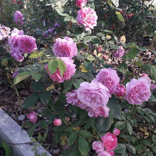 Rosa Cornélie