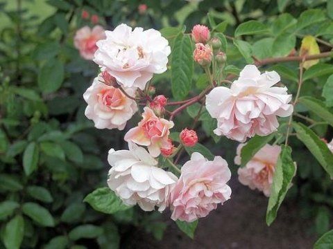 Rosa Cornelia