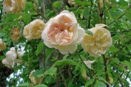 Rosa Desprez à Fleurs Jaunes