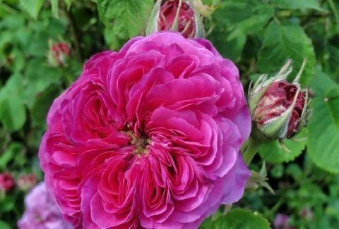 Rosa Duc de Cambridge