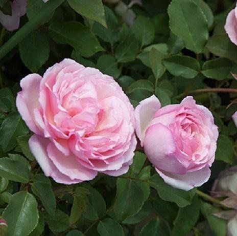 Rosa Duchesse de Brabant