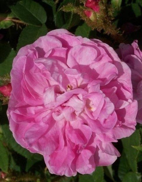 Rosa Duchesse de Verneuil