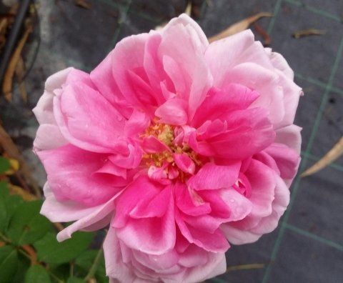 Rosa Enfant de France