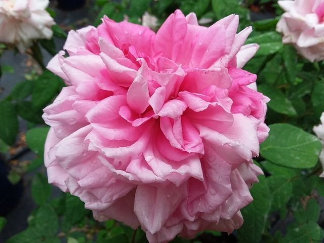 Rosa Enfant de France