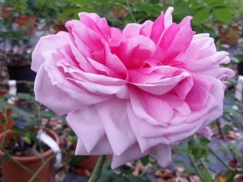 Rosa Enfant de France