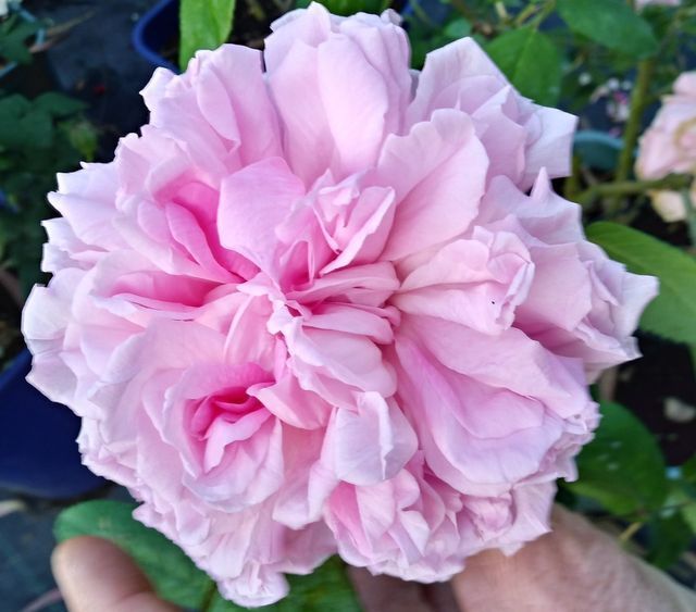 Rosa Enfant de France