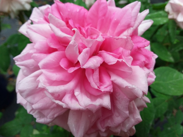 Rosa Enfant de France