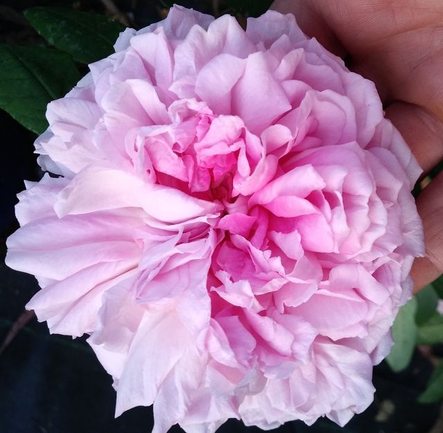 Rosa Enfant de France
