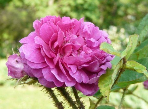 Rosa Eugenie Guinoisseau