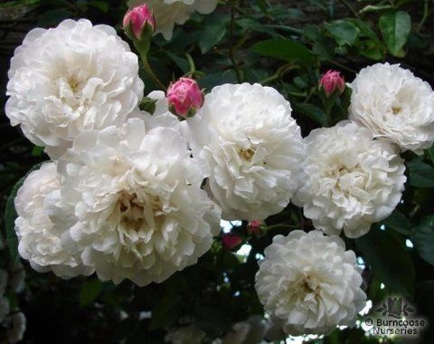 Rosa Félicité et Perpetue