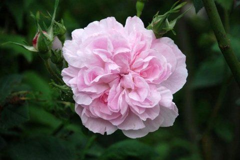 Rosa Fantin Latour