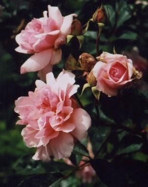 Rosa Felicia
