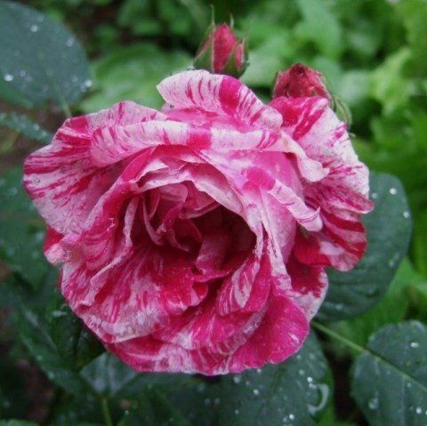 Rosa Ferdinand Pichard
