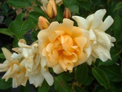 Rosa Francesca