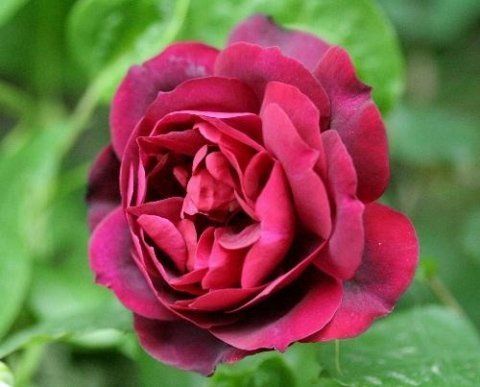 Rosa Francis Dubreuil
