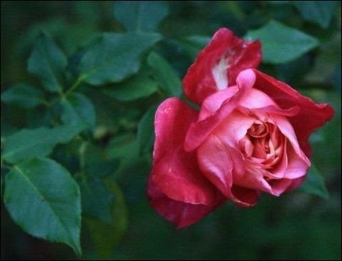 Rosa Général Gallieni
