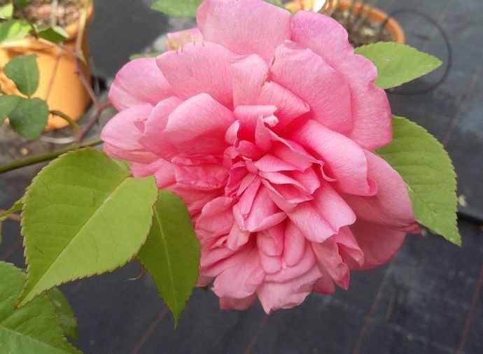 Rosa Général Schablickine