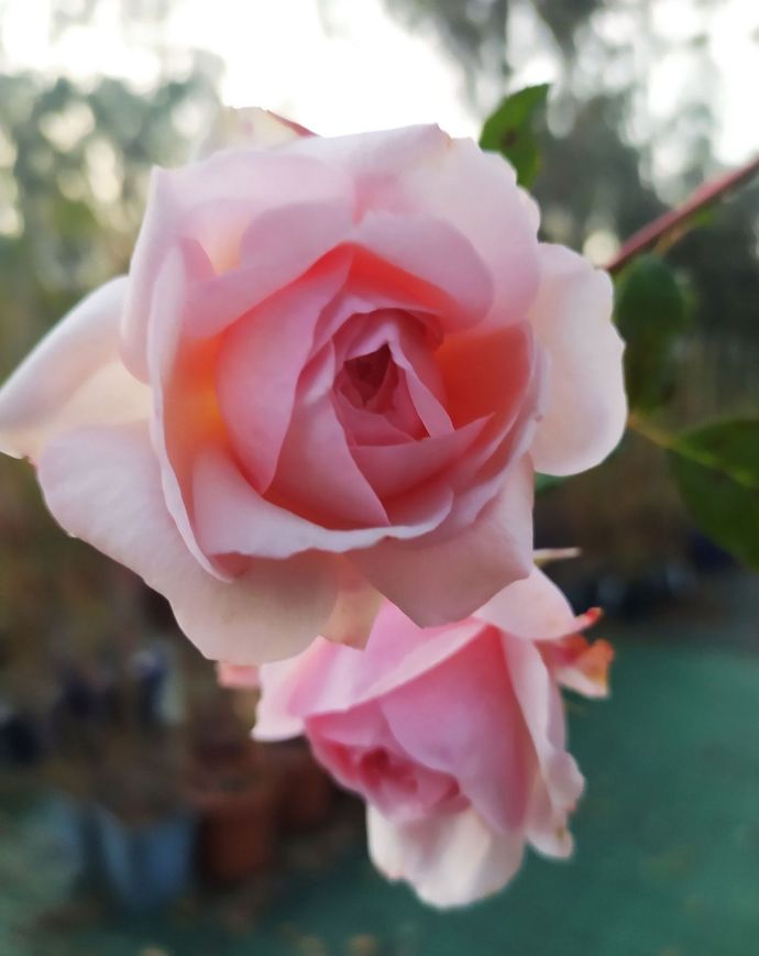 Rosa Gaîté Fleurie