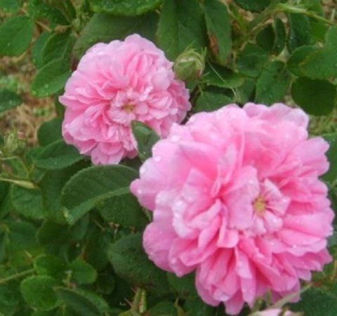 Rosa Gloire de Guilan