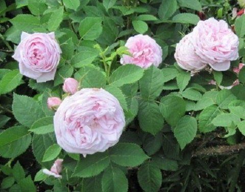 Rosa Gloire des Mousseux