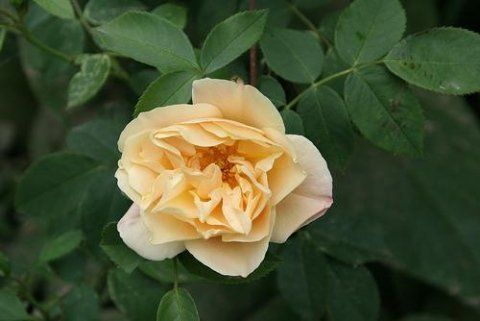 Rosa Goldbush