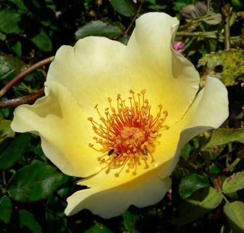 Rosa Golden Wings