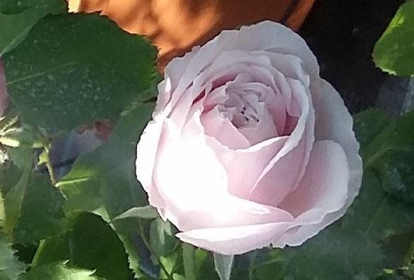 Rosa Gribaldo Nicola
