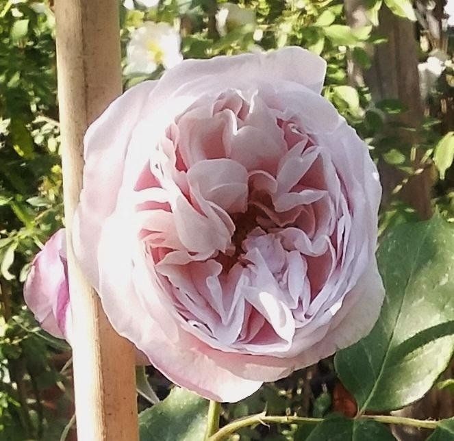 Rosa Gribaldo Nicola