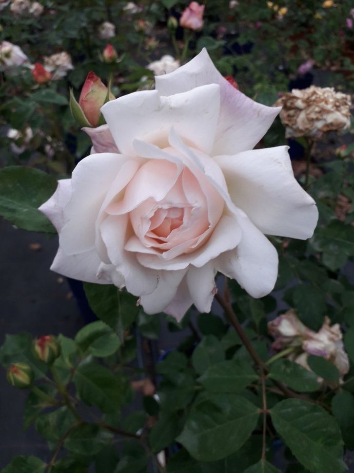 Rosa Gruss an Aachen