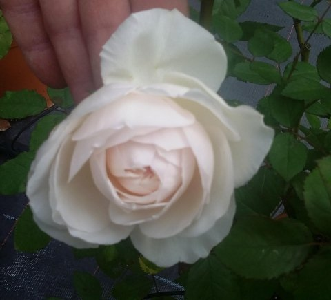 Rosa Gruss an Aachen