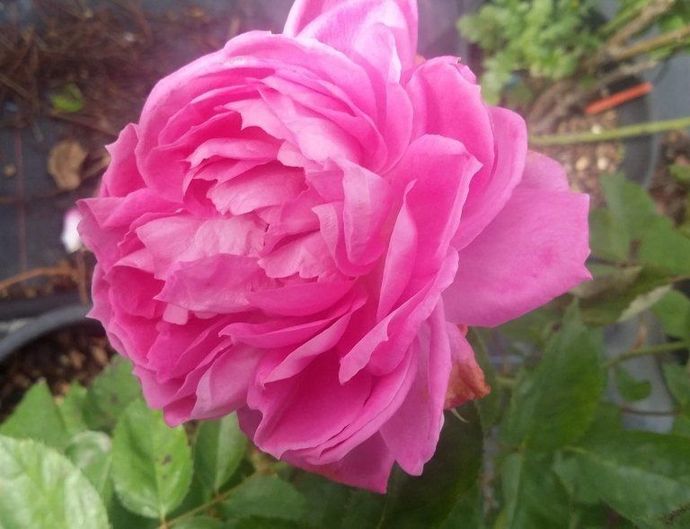 Rosa Heinrich Schultheis