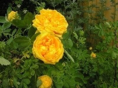 Rosa Hemisphaerica