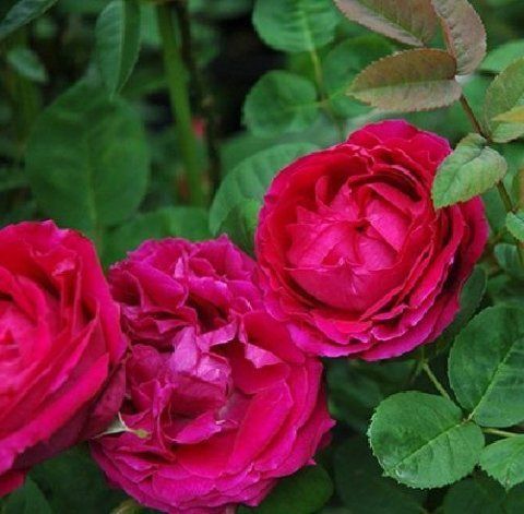 Rosa Henry Nevard