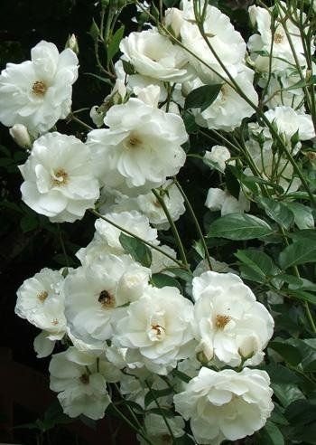 Rosa Iceberg
