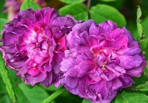 Rosa Indigo
