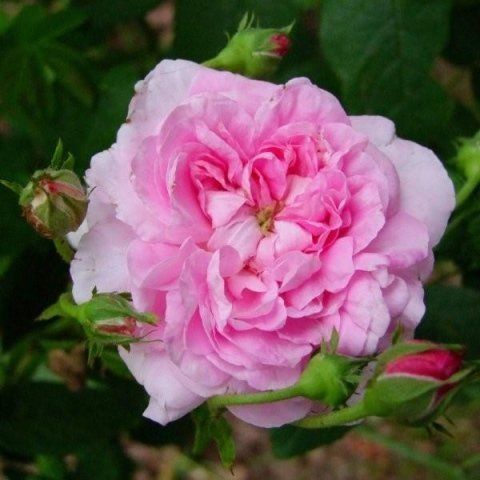 Rosa Ispahan
