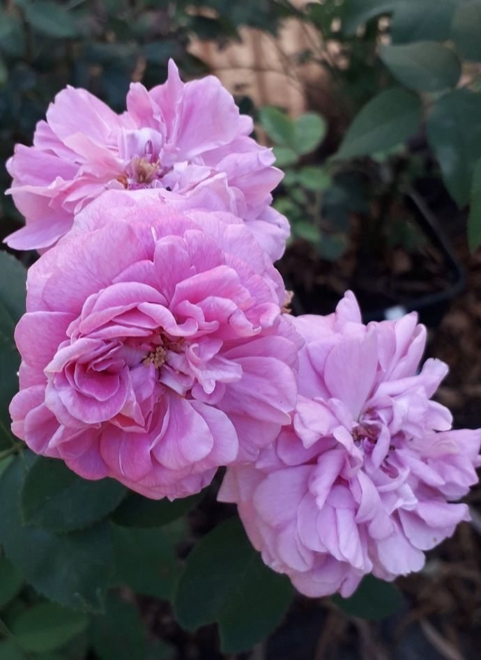 Rosa Ispahan