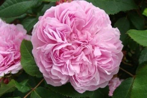 Rosa Jacques