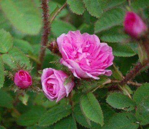 Rosa James Mitchell